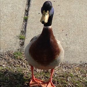 Meet your Posher, Seth